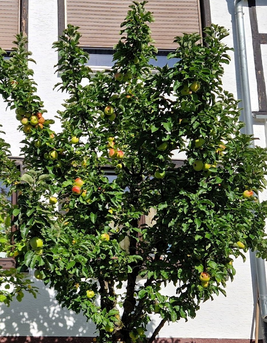 Apfelpracht In Krunkel 2 Auschnitt
